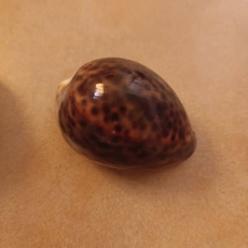 Cypraea tigris seashells like new, set of 2 pieces
