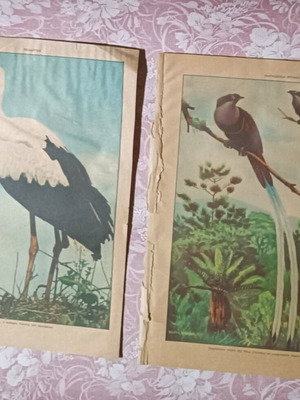 Bird lithographs used, pack of 10, old