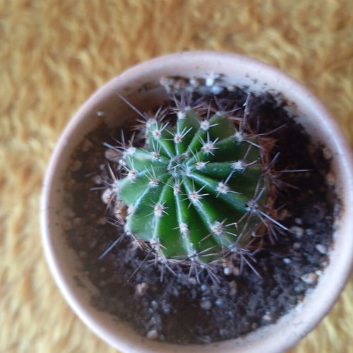 Echinopsis cactus in ceramic pot new