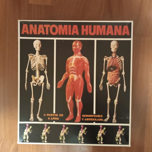 Vintage educational anatomy model with Greek book and red membrane new