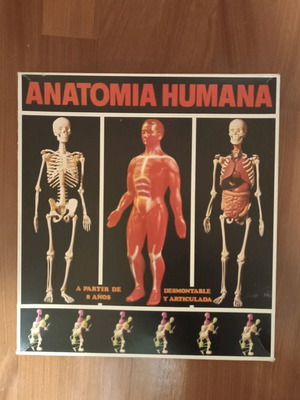 Vintage educational anatomy model with Greek book and red membrane new