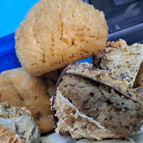 Sea sponges and decorative items new, pack