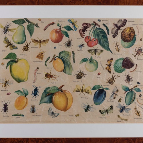School Poster from 1940 with Rosewood Frame like new, 60x50cm