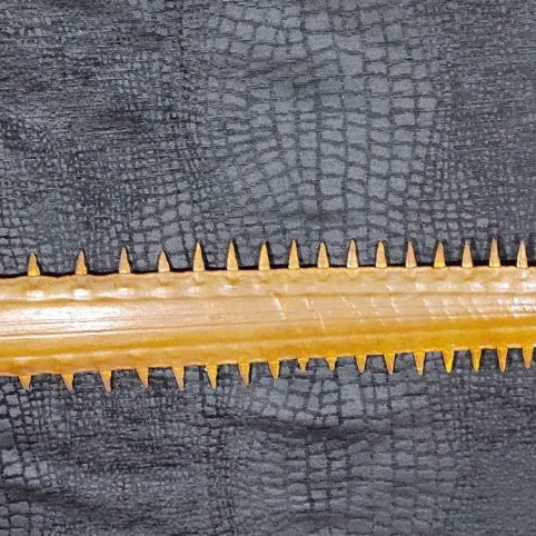 Sawfish rostrum used 93 cm