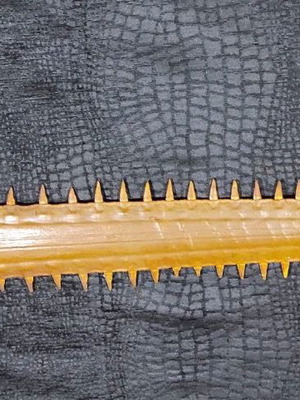Sawfish rostrum used 93 cm