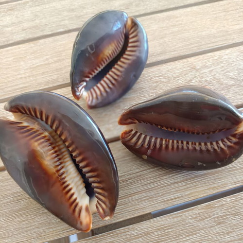 Mauritia Mauritiana Seashells Set of 3 Large Collectible