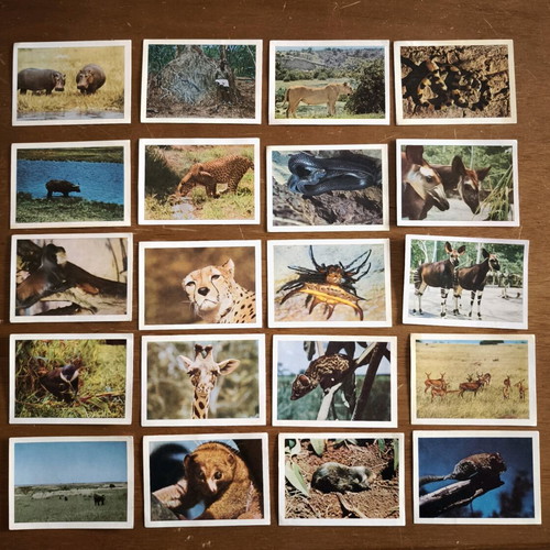 Faunaflora Congo II wild animal collectible cards like new, set of 20