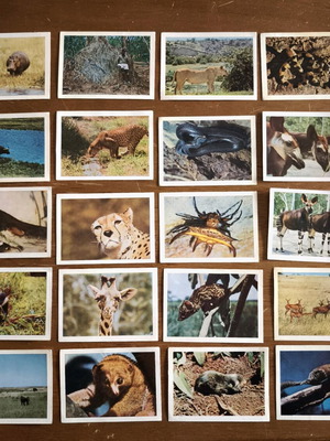 Faunaflora Congo II wild animal collectible cards like new, set of 20