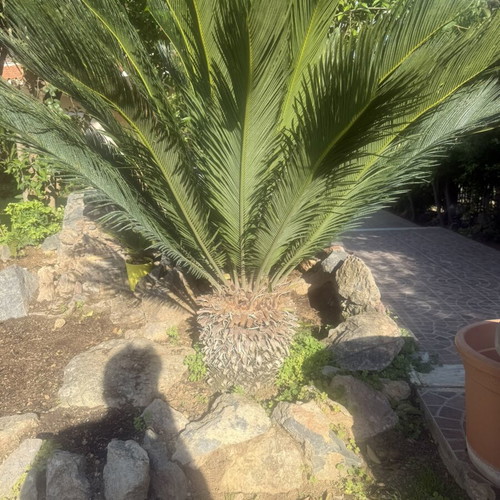 Tsikas plant in perfect geometric growth, 10 years old