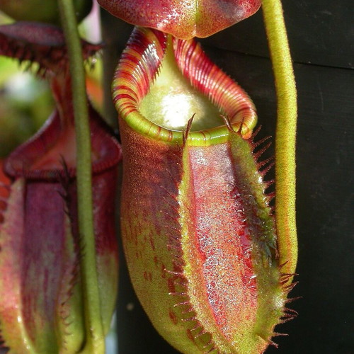 Nepenthes tropical pitcher plant seeds like new