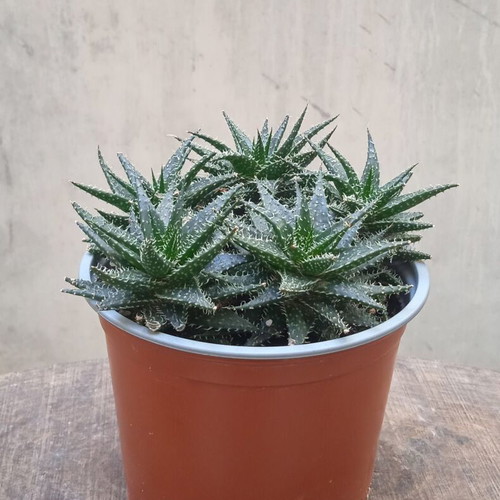 Aloe Humilis succulent in nursery pot