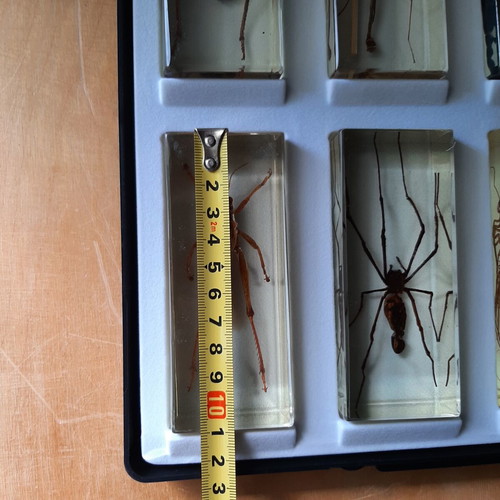 Insect collection like new with display case