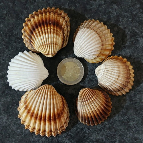 Cardaidae seashells pack of 80 new, sturdy for crafts or decoration