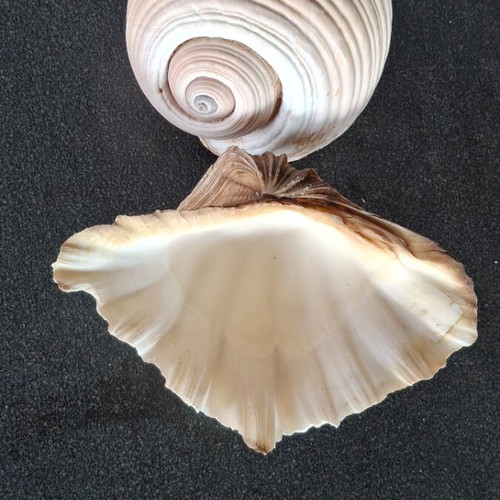 Natural seashells like new, 24 cm length