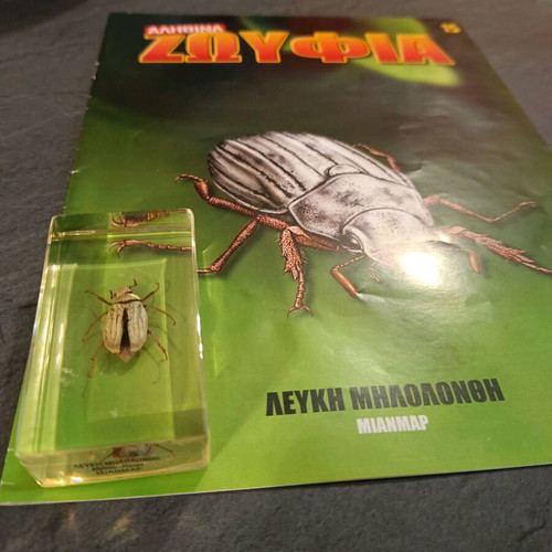 Alithina Zofyfia Issue 15 used