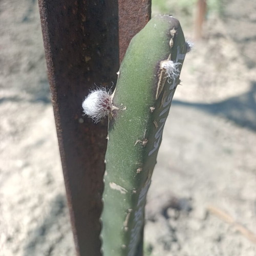 Dragon fruit rooted plants new
