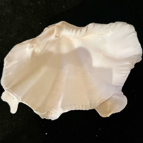 Natural large shell used
