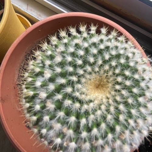 Cactus like new with white flowers and pot