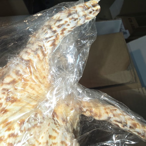 Natural Lambis Harpago Chiragra seashell used, coastal decor