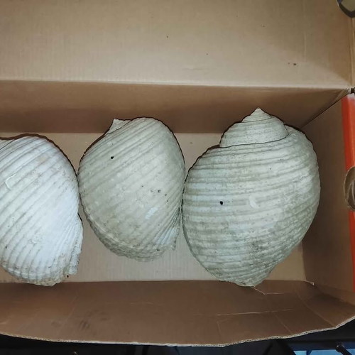 Authentic Decorative Seashells like new