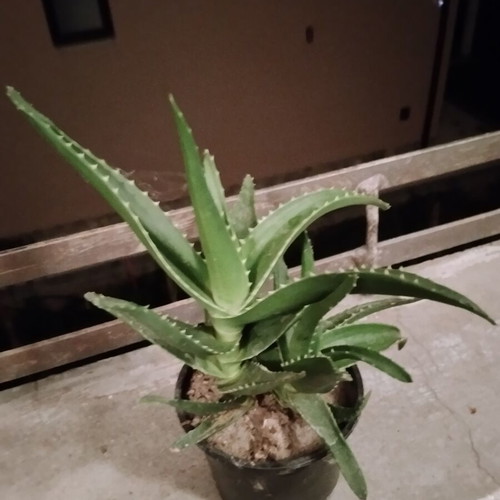 Φυτό σε γλάστρα Aloe vera και Aloe arborescens με πολλαπλά βλαστάρια