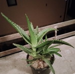 Φυτό σε γλάστρα Aloe vera και Aloe arborescens με πολλαπλά βλαστάρια