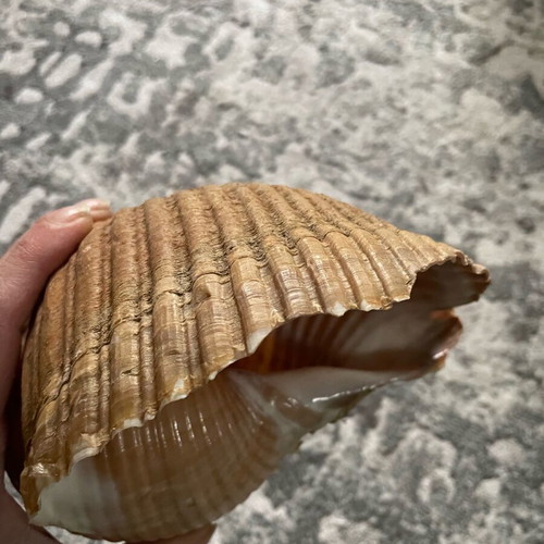 Sea shell Bouhona used, medium size Tonna Galea