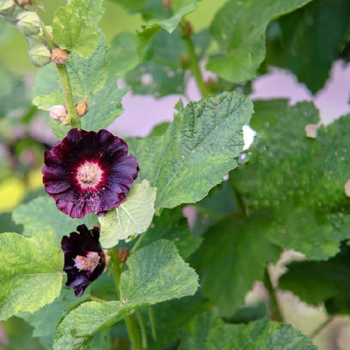 Rosea Nigra Hollyhock black flower seeds, pack of 20
