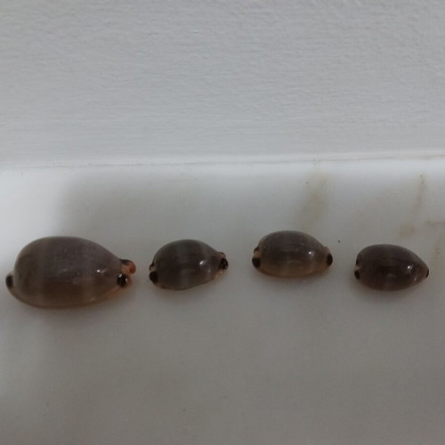 Lurida cowries set of 4, shiny, new