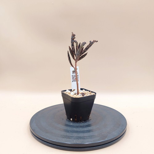 Mother of Thousands succulent plant, mini pot