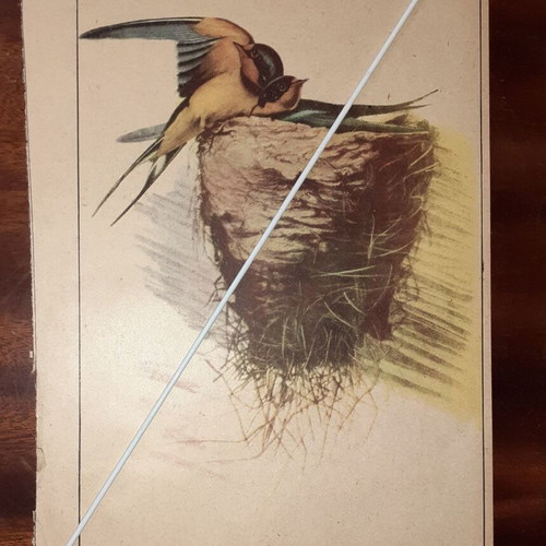 Vintage illustrated sheets pack of 3 birds 1950