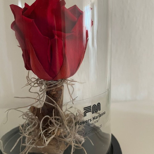 Forever Rose decorative red new with glass dome