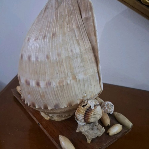Decorative seashell composition used, wooden base