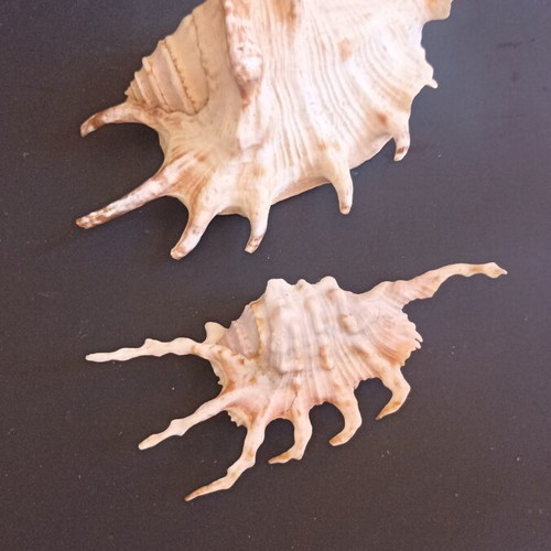 Collectible Natural Spider Conch Seashells Lambis & Harpago set of 2 like new