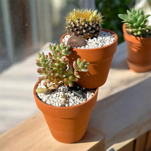 Handmade succulent composition with Mammillaria nivosa and Jelly Bean Plant