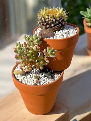 Handmade succulent composition with Mammillaria nivosa and Jelly Bean Plant