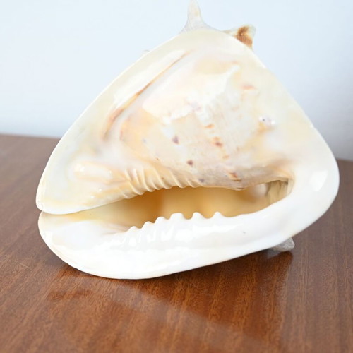 Spider Conch Shell used, natural decorative piece 15 cm