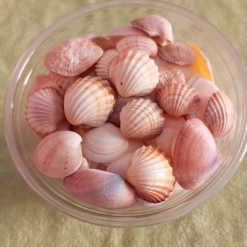 Rare collectible natural seashells like new for decoration and crafts