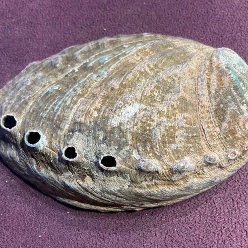 Large abalone shell with snail new