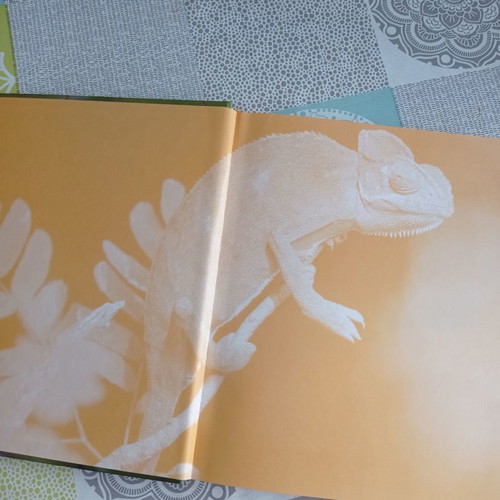 Great Children's Encyclopedia Animal Kingdom 1 used