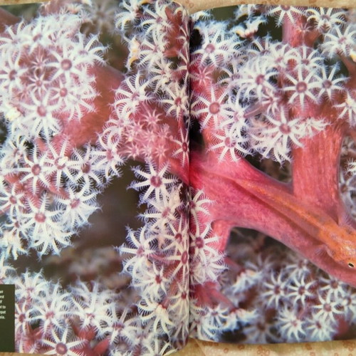 Reef Exploring the Underwater World book like new