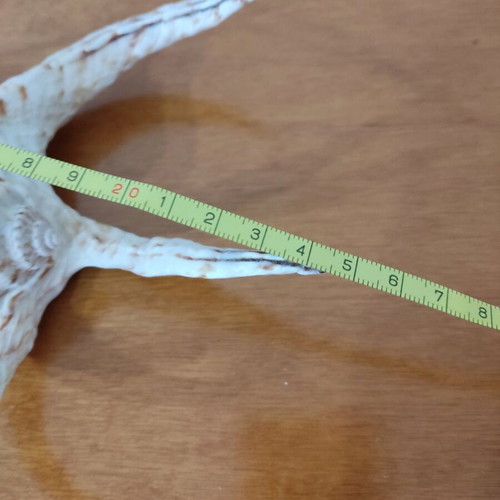 Natural seashells like new, large spider shell and smaller one