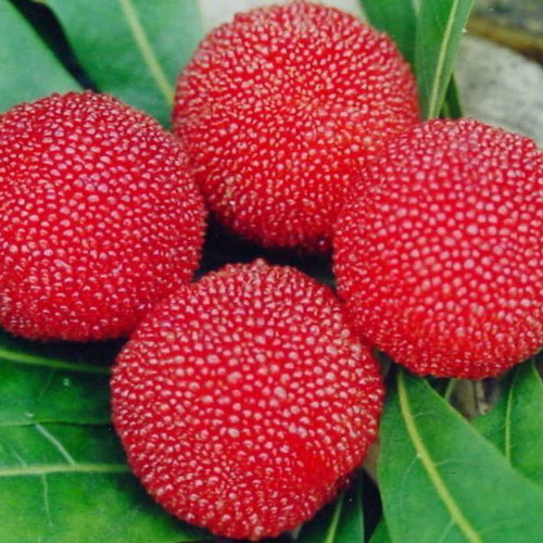 Myrica Rubra Chinese Mulberry Seeds like new for cultivation