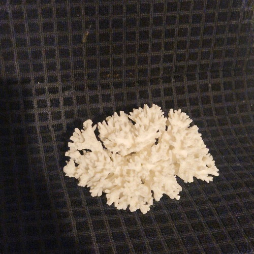 Φυσικό κοράλλι σαν καινούργιο 15×10cm