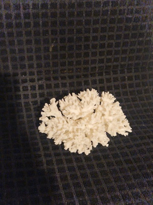 Φυσικό κοράλλι σαν καινούργιο 15×10cm