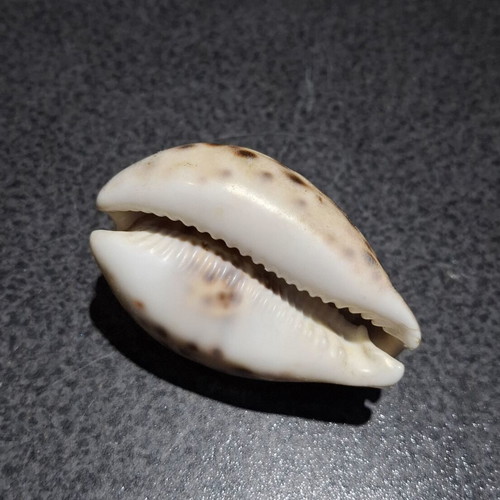 Vintage Cypraea Tigris shell with Capricorn zodiac engraving, used