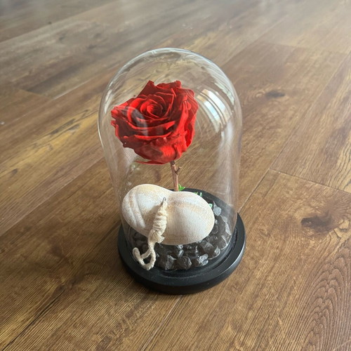 Forever rose used, red