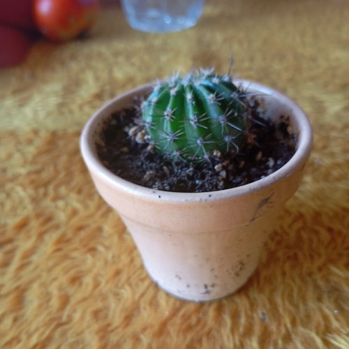 Echinopsis cactus in ceramic pot new