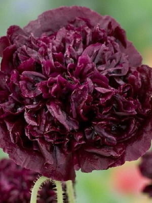 Paeoniflorum poppy seeds, 25 exotic double flowers