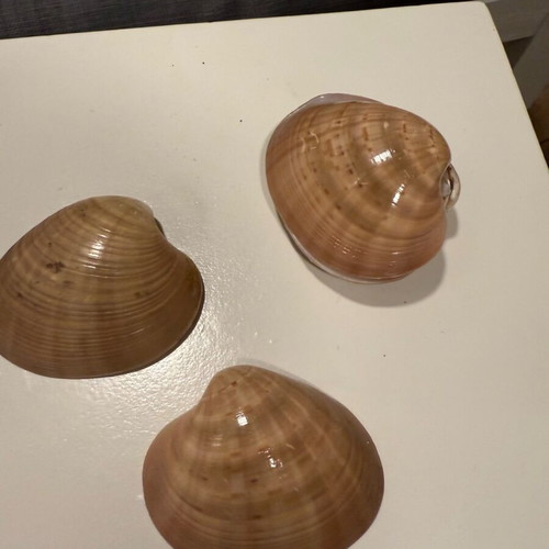 Seashells like new for decoration
